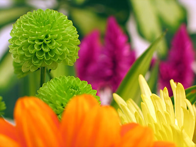 macro shot photography green flower thumbnail