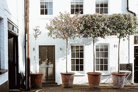 four trees in pots thumbnail