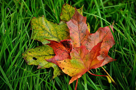 close up photo of maple leaf thumbnail