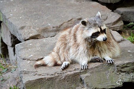 raccoon sitting on rock slab thumbnail
