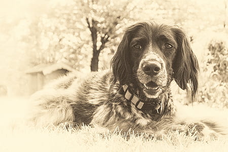 grayscale photo of Munsterlunder dog thumbnail