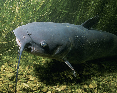 close up photo of black catfish thumbnail