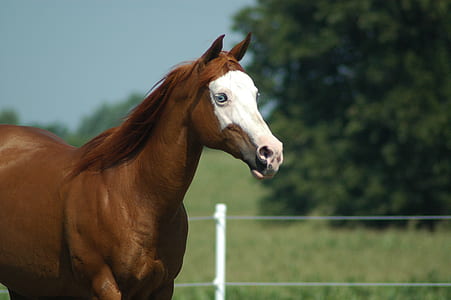 brown and white horse during daytime thumbnail
