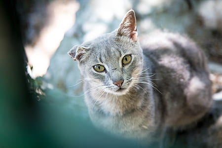 close-up photo of grey cat thumbnail