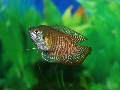 grey and red fish close-up photo thumbnail
