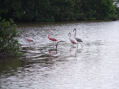 pink flamingos on body of water thumbnail