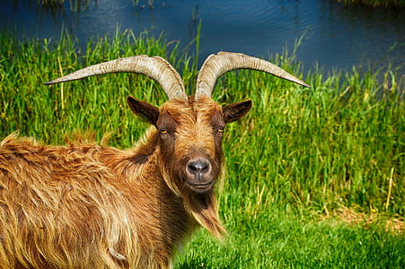brown goat thumbnail