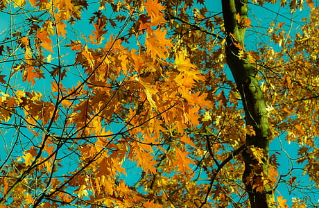 brown leafed tree thumbnail