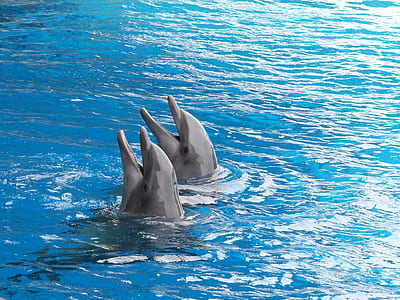 two grey dolphins in body of water thumbnail