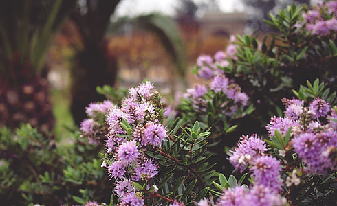 purple flowers thumbnail