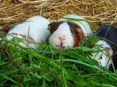 three guinea pigs on grass thumbnail