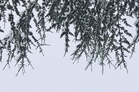 green trees thumbnail