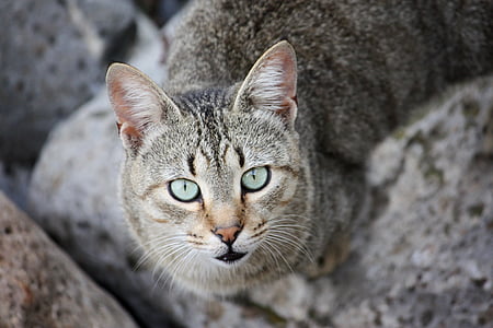 selective focus photography of brown tabby cat looking upward thumbnail