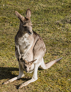 brown kangaroo on green grass thumbnail