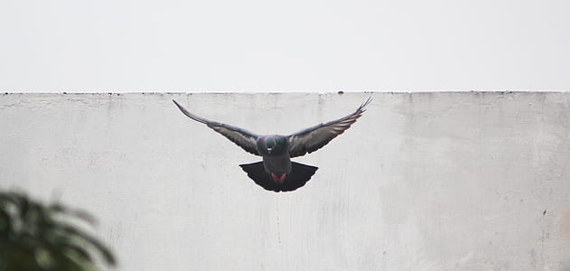 black and white pigeon flying near the wall thumbnail