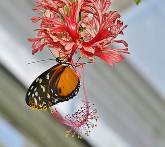 brown and black longwing butterfly perched on coral hibiscus closeup photography thumbnail