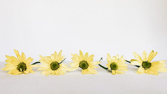 five yellow daisy flowers thumbnail