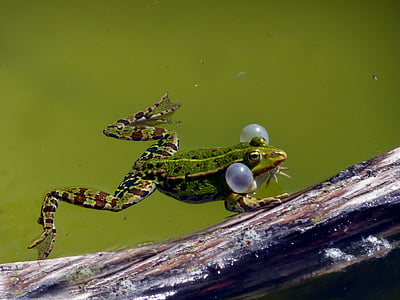 selective focus photography of green frog leaping on brown tree branch thumbnail