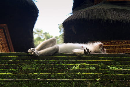 monkey laying on stairs thumbnail