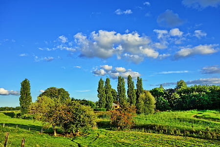 green grasses and trees outdoor thumbnail