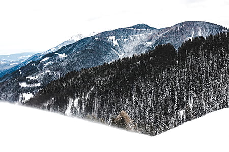 trees near hill covered with snow thumbnail