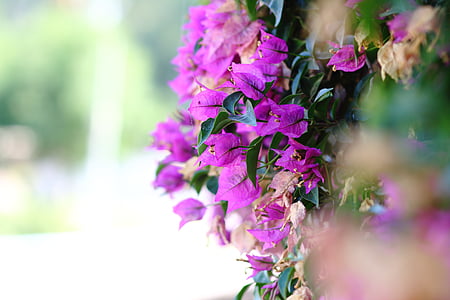 close-up photo of purple bougainvillea flower thumbnail
