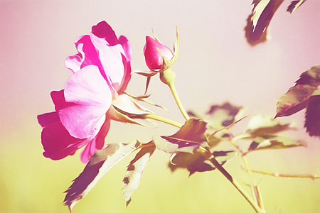 close up photography pink petaled flowers thumbnail