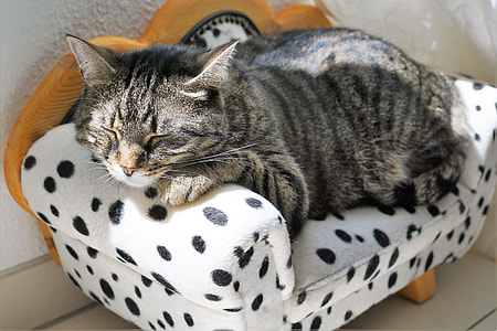 gray and black tabby cat on mini couch thumbnail
