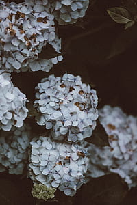 white flowers thumbnail