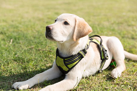 yellow Labrador wearing green harness thumbnail