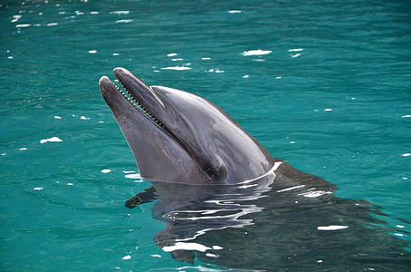 gray dolphin on water thumbnail
