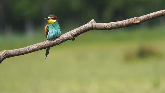 selective focus photo of rainbow bee eater bird perching on branch of tree thumbnail