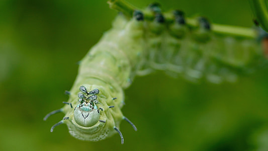 Caterpillar, Atlas Moth Caterpillar thumbnail