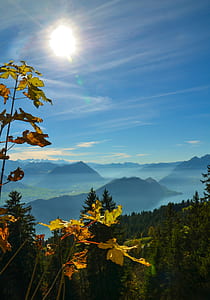 brown leaf near pine trees and mountains in distance during daytime thumbnail