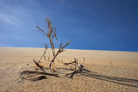 green plant in desert during day time thumbnail