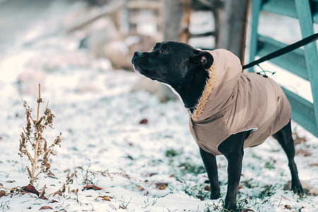 dog wearing jacket standing on the sow field thumbnail