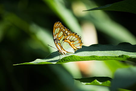nature, garden, animal, blur thumbnail