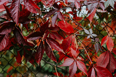 Close-ups of flowers, leaves and fruit on branches thumbnail