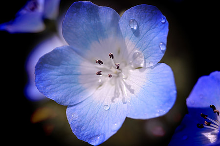 close up photo of blue and white petaled flower thumbnail