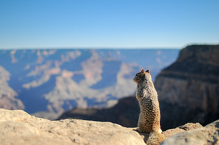 shallow focus photography of a squirrel thumbnail