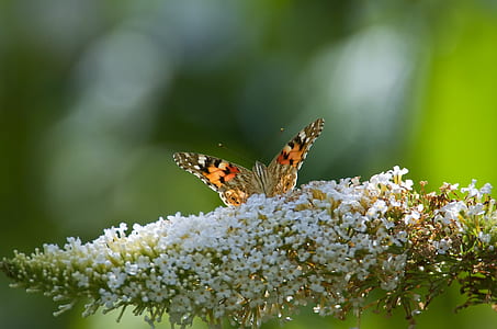 brown painted lady butterfly perching on white petaled flowers during daytime thumbnail