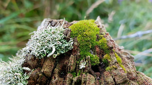 gray tree trunk covered by green moss thumbnail