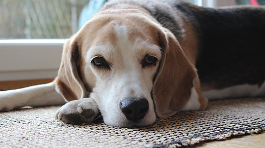 selective focus photography of black, tan, and white beagle thumbnail