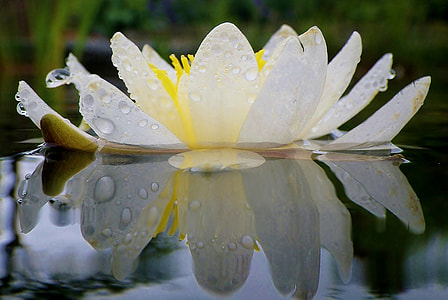 white Lotus flower thumbnail