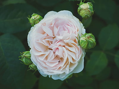 pink peony flower macro photography thumbnail