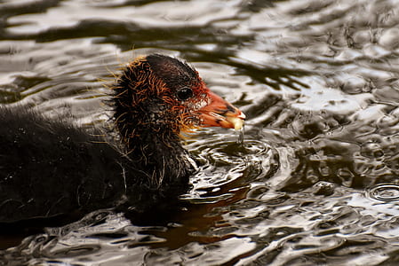 close-up photography of black bird on water thumbnail