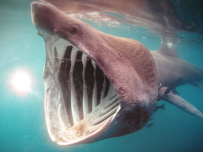 gray shark thumbnail