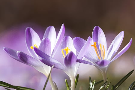 selective color photography of purple petaled flowers thumbnail