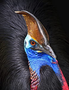 close-up photography of cassowary thumbnail