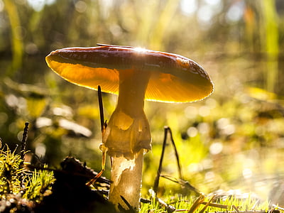 selective focus of mushroom thumbnail